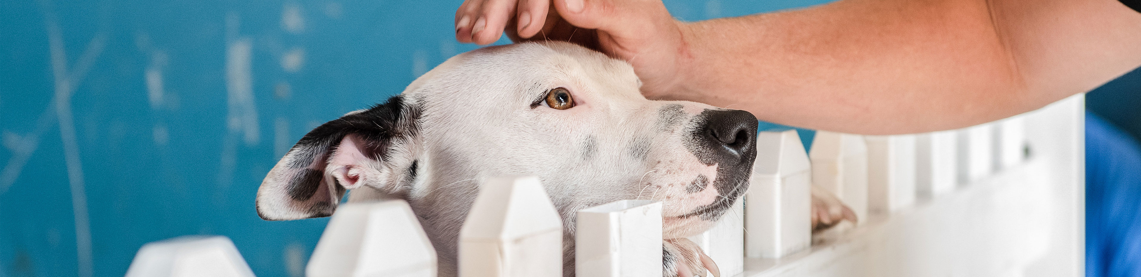 adoption dog at rspca big adopt out 2019